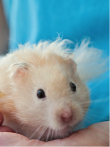 scribbles-preschool-amigo-hamster
